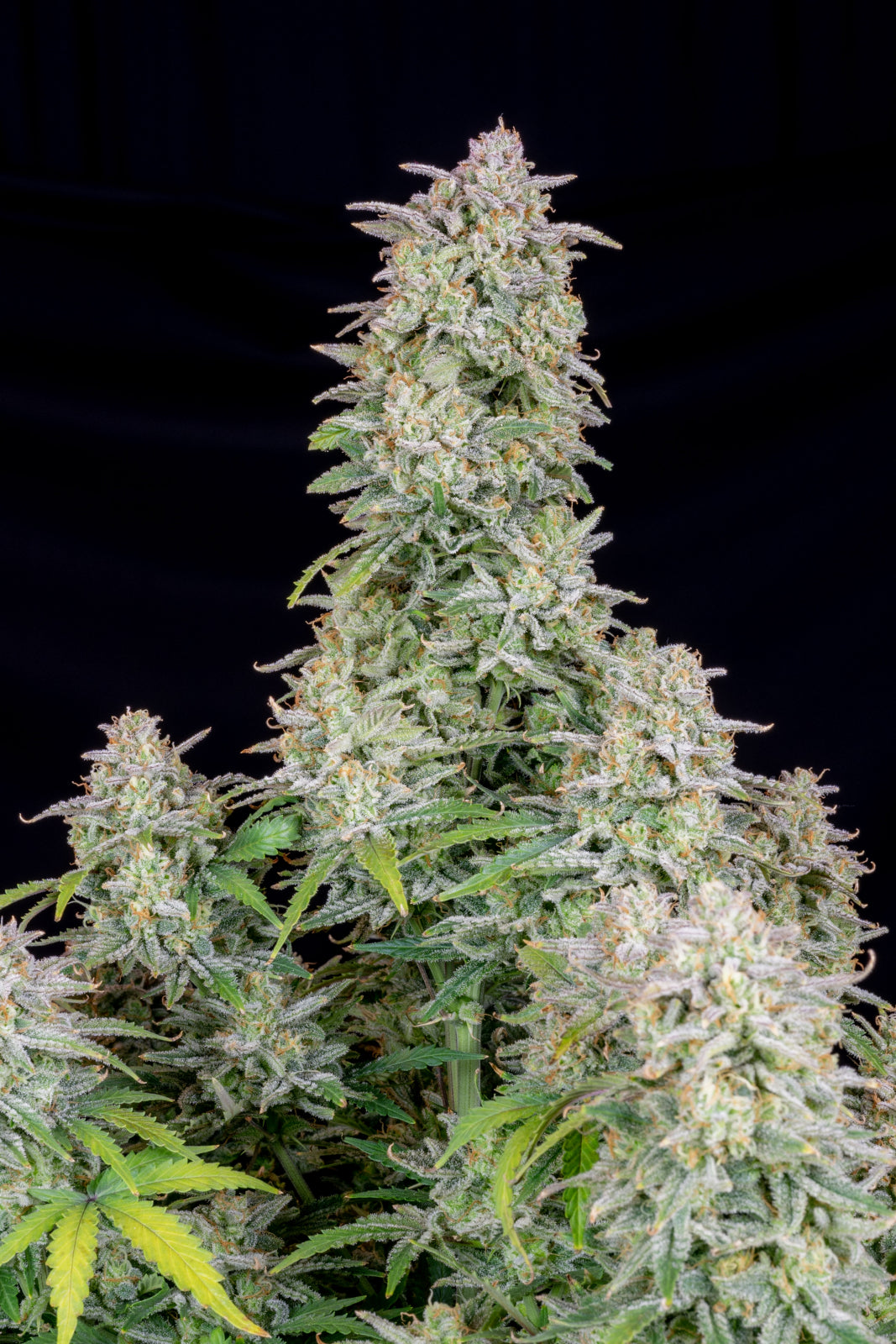 Forbidden Runtz Auto 5-Pack + 1 Gorilla Zkittlez Auto