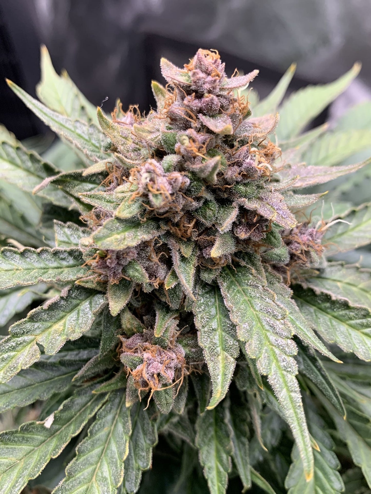 Forgotten Strawberries Auto (Strawberry Nuggets x Fugue State) 3-Pack