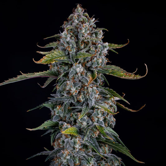 Forum Stomper (Girl Scout Cookies Forum Cut x Sour Stomper F4) 5-Pack