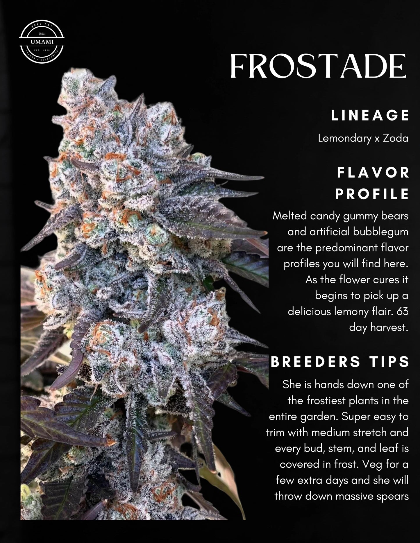 Frostade (Lemondary x Zoda) 6 - Pack + 6 Freebies Sour Diesel x Zoda - Gas Station