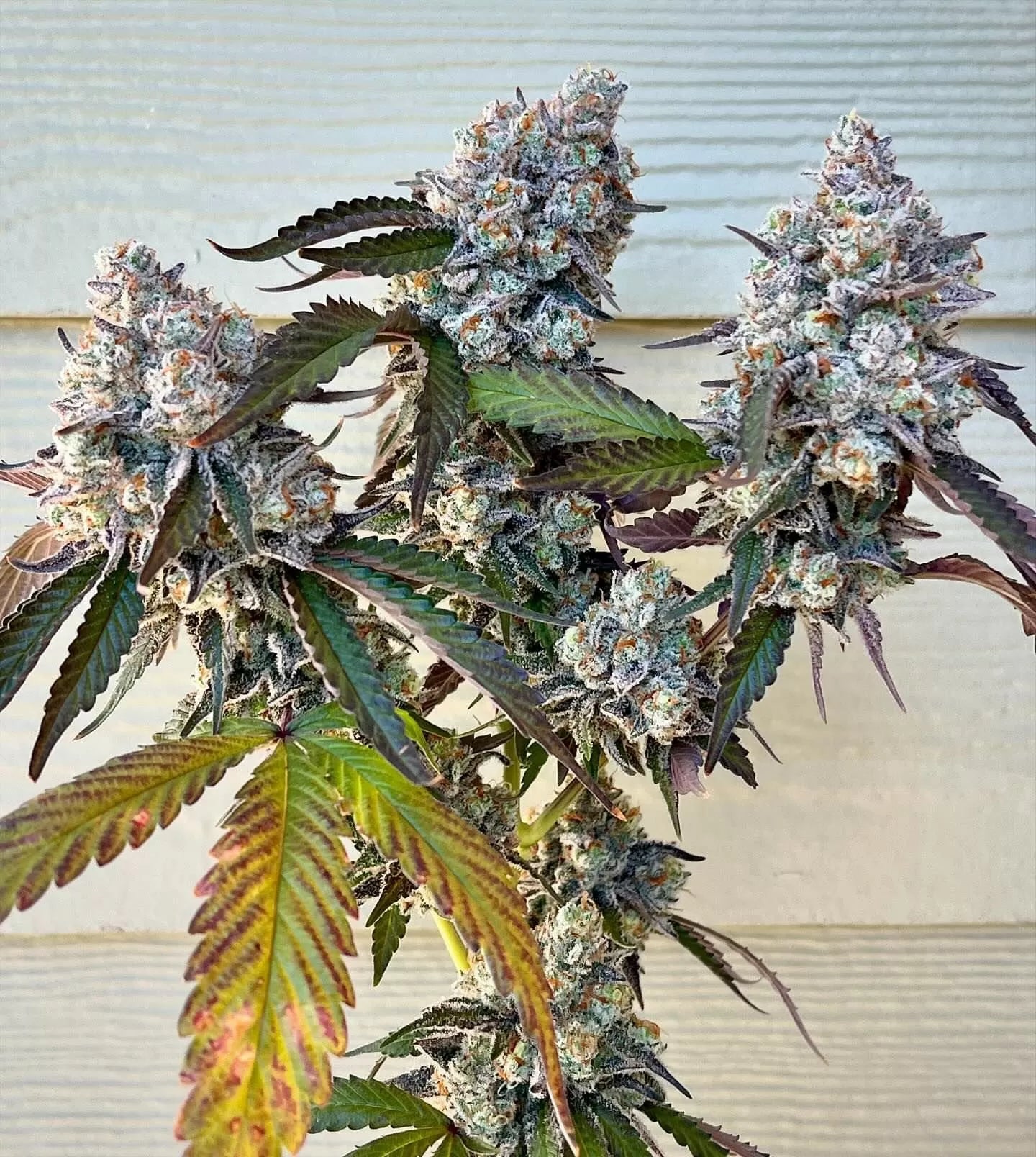 Frostade (Lemondary x Zoda) 6 - Pack + 6 Freebies Sour Diesel x Zoda - Gas Station