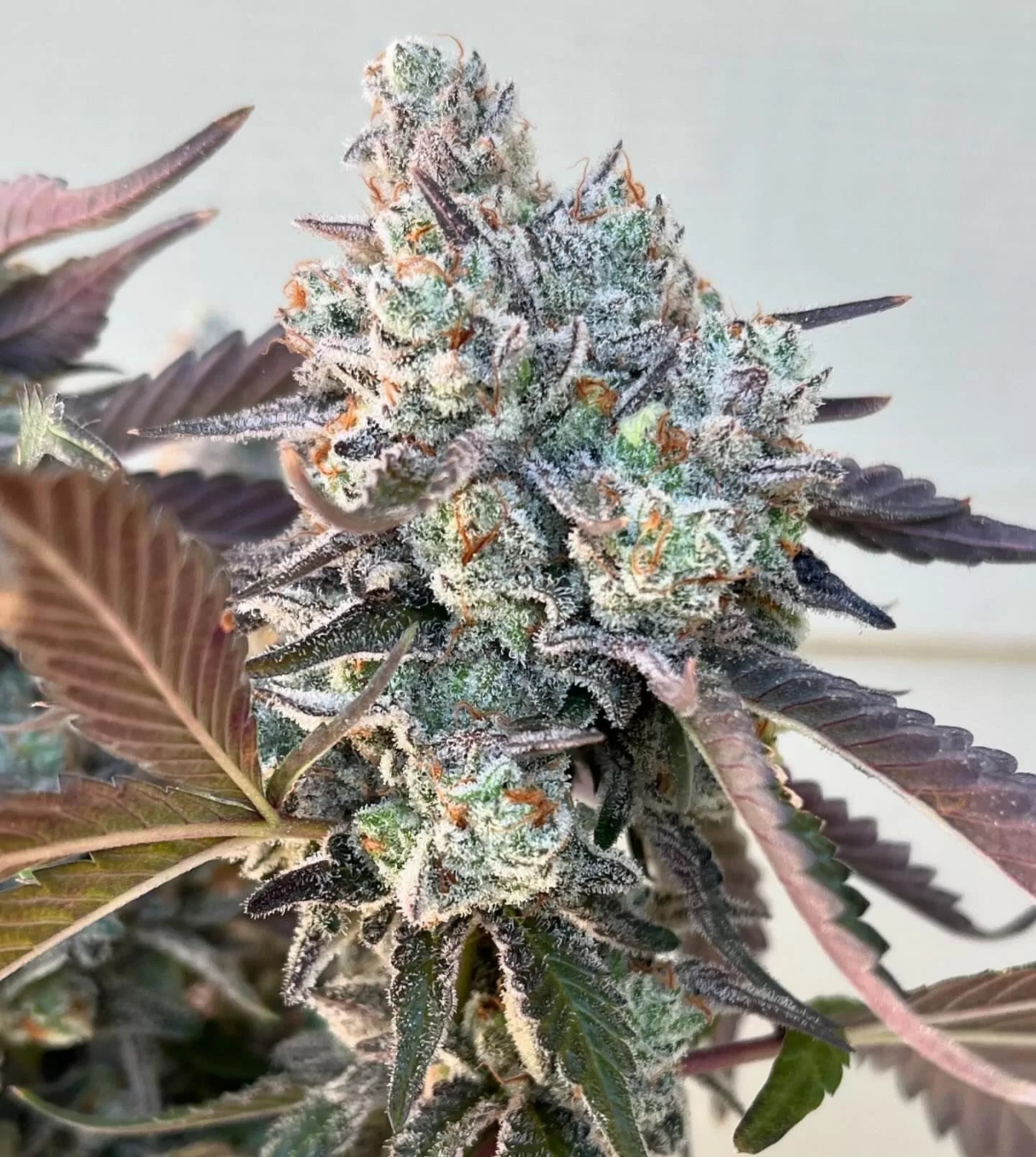 Frostade (Lemondary x Zoda) 6 - Pack + 6 Freebies Sour Diesel x Zoda - Gas Station