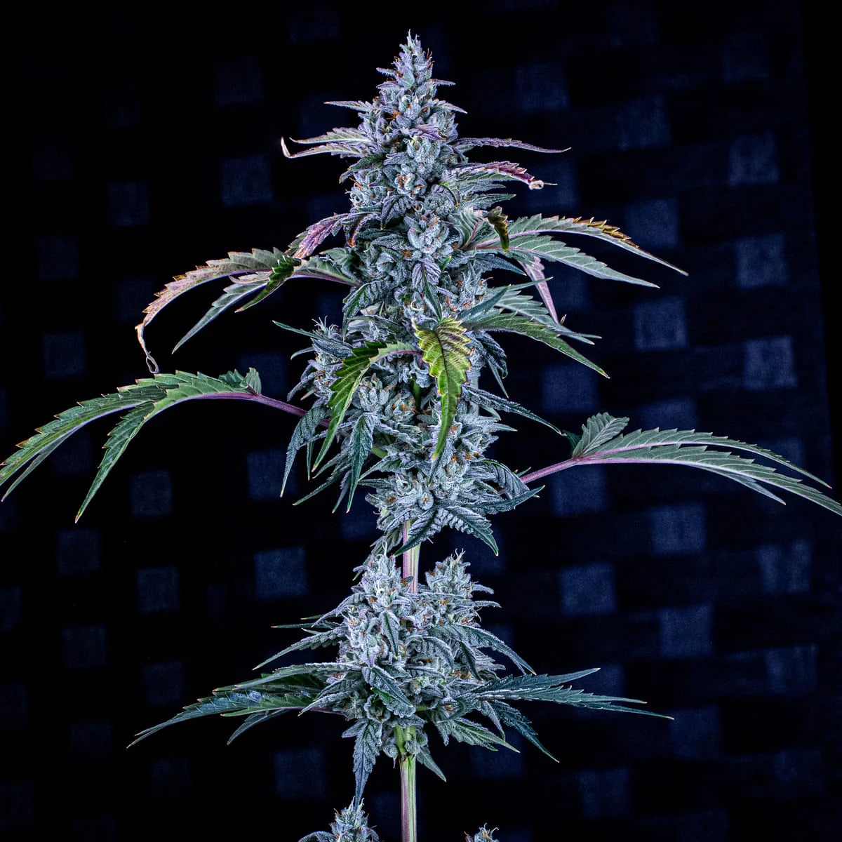 Fugue State (Amnesia Haze Bx1 (Archive Seeds) x Walter White F5) 3-Pack