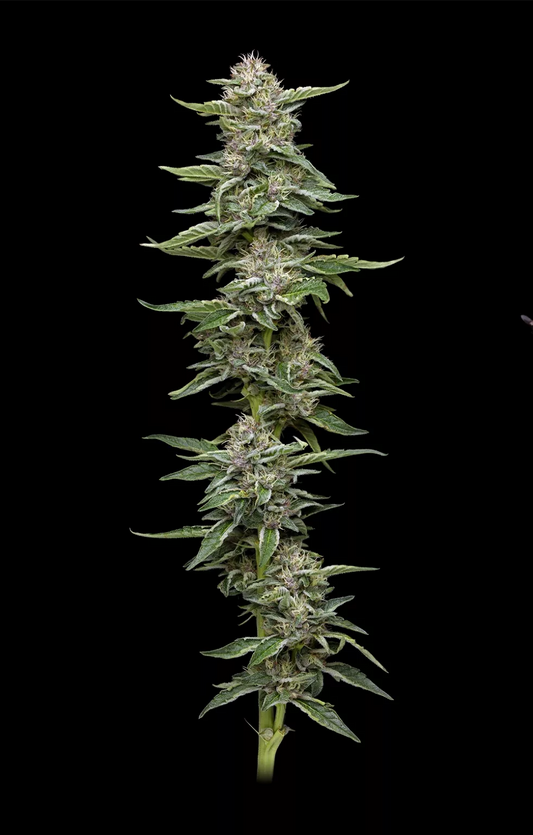 Garlic Budder Fem (GMO x Fortune Cookie) 5-Pack