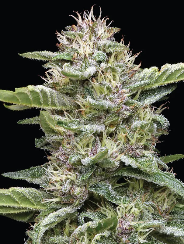Garlic Budder Fem (GMO x Fortune Cookie) 5-Pack