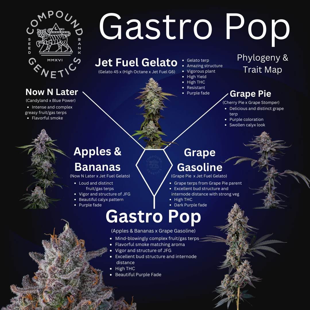Gastro Pop S1 7+1 - Gas Station