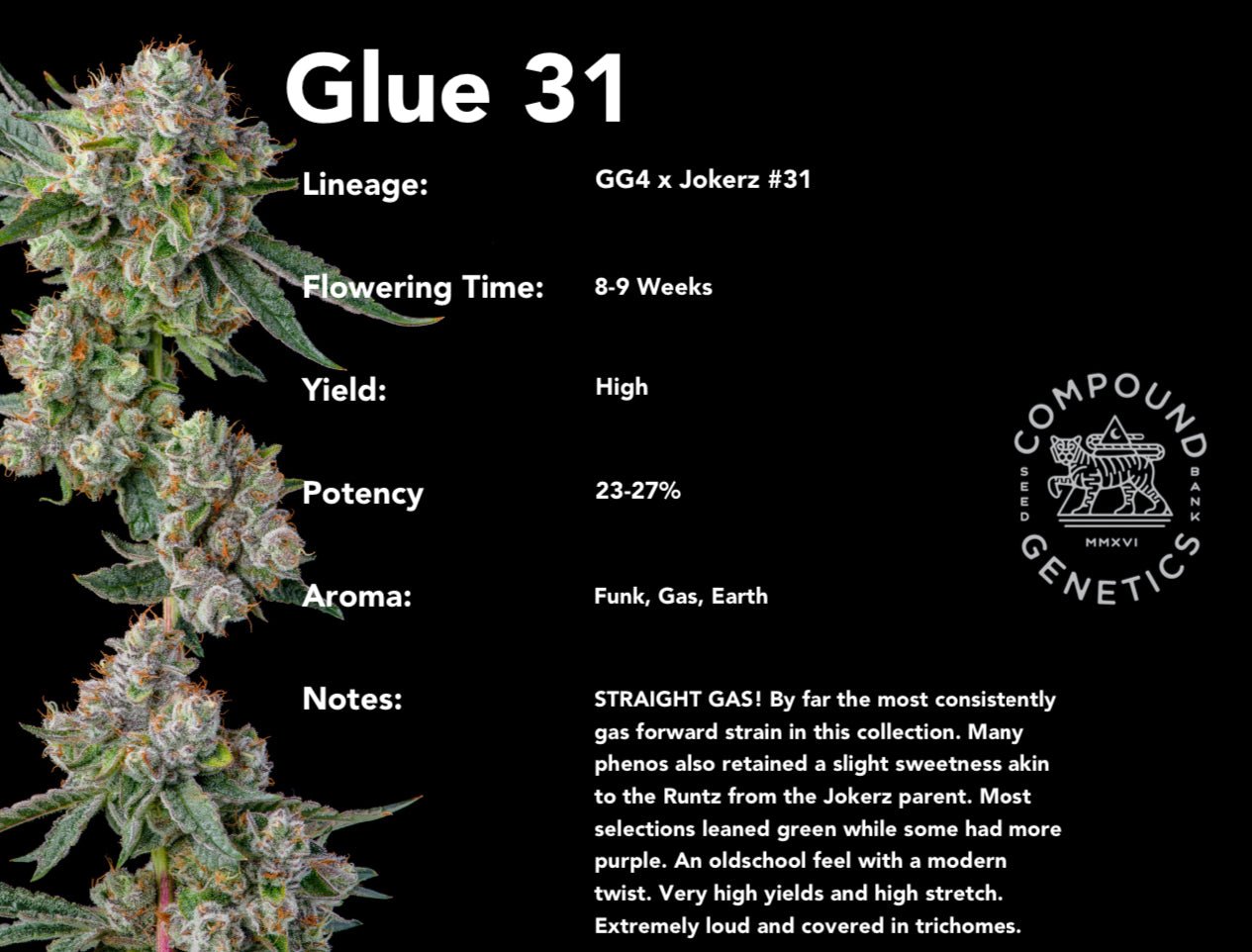 Glue 31 (GG4 x Jokerz #31) 7 - pack - Gas Station
