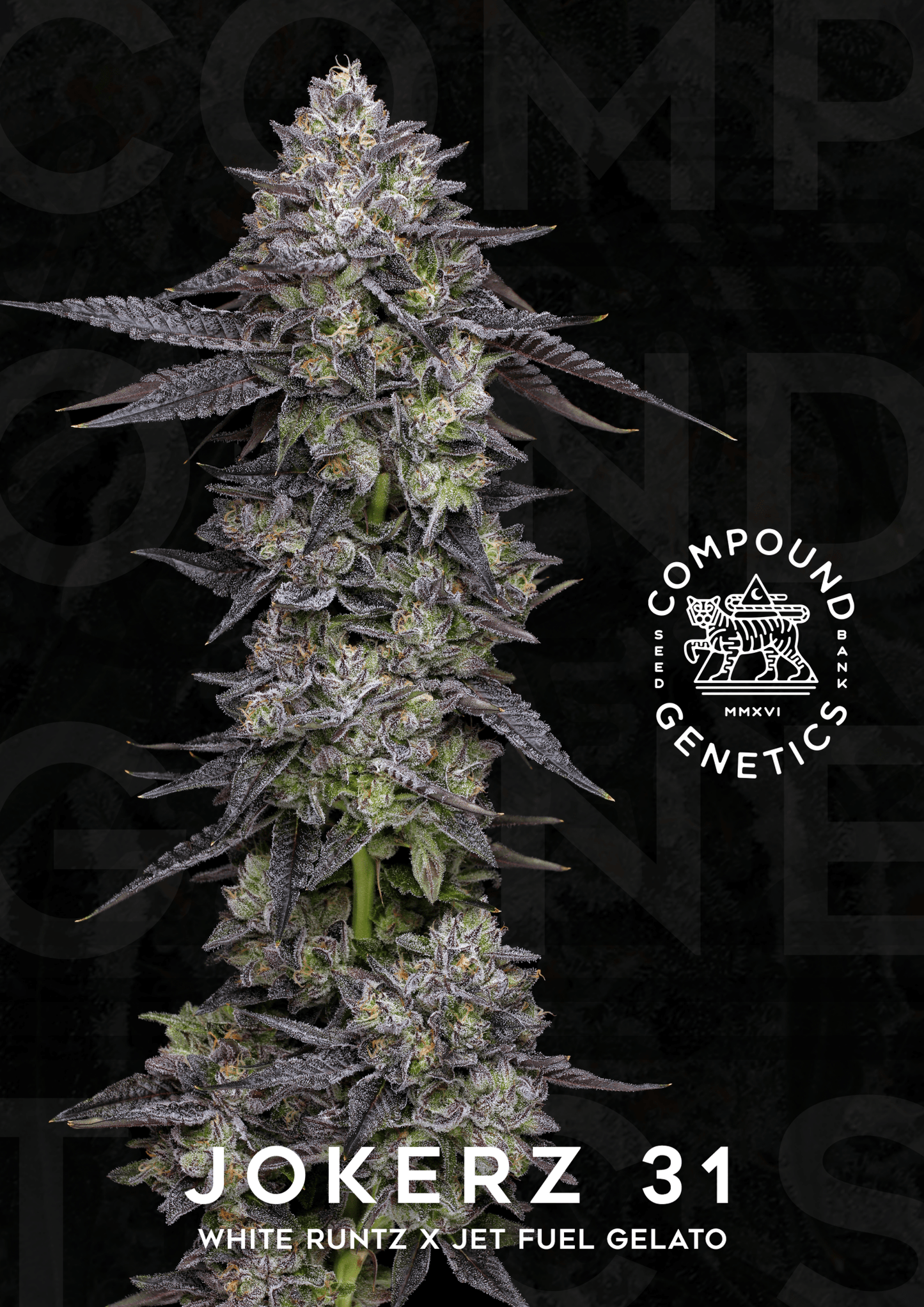 Goofiez² (Apples & Bananas x Jokerz #31) 7 - pack - Gas Station
