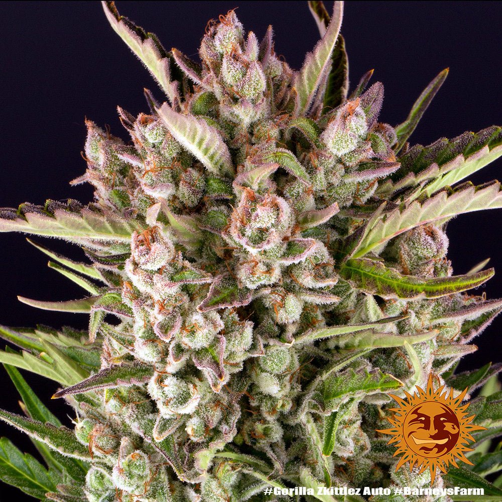 Gorilla Zkittlez Auto - Gas Station