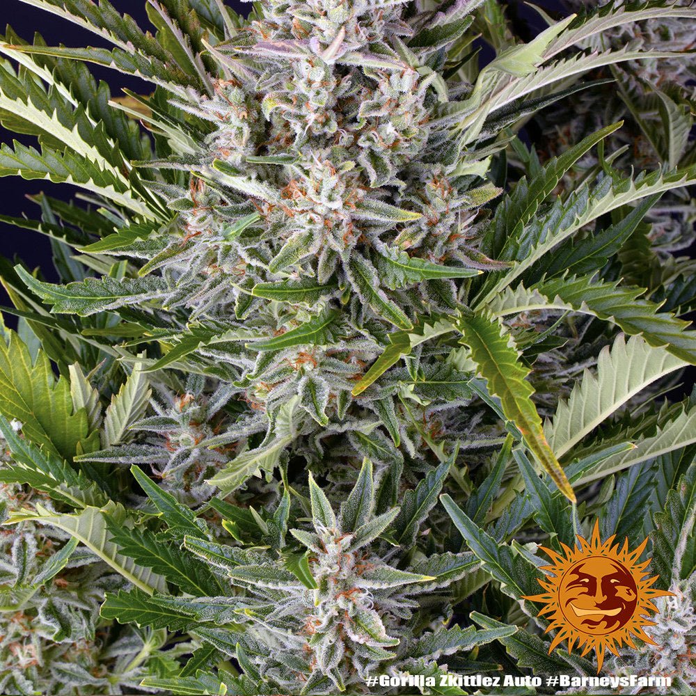 Gorilla Zkittlez Auto - Gas Station