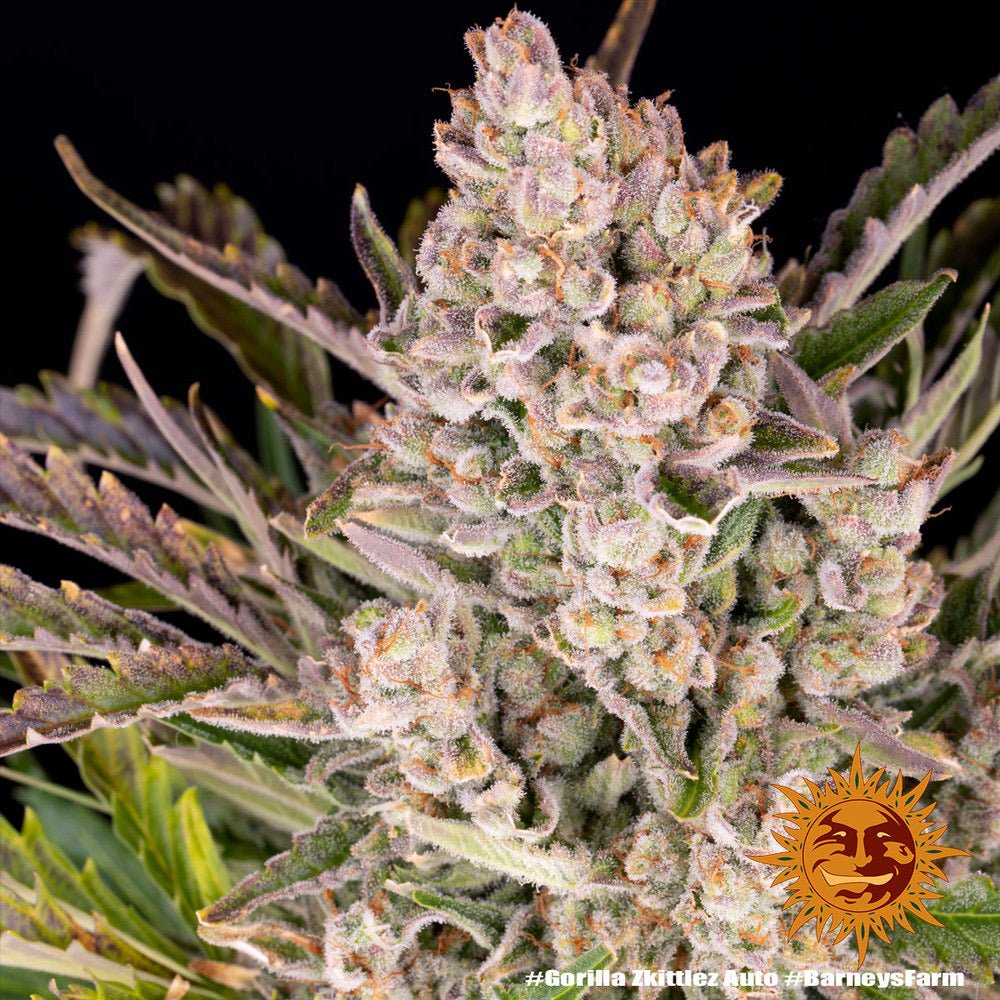 Gorilla Zkittlez Auto - Gas Station