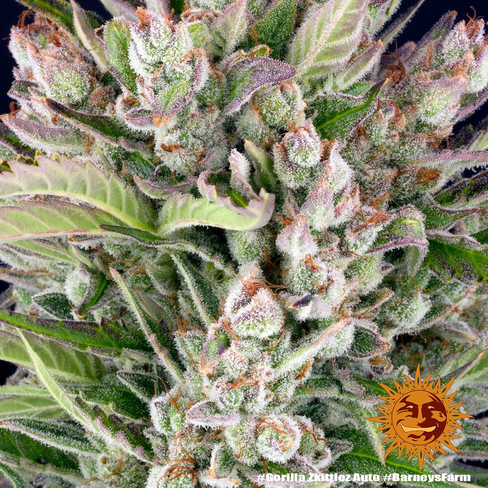 Gorilla Zkittlez Auto - Gas Station