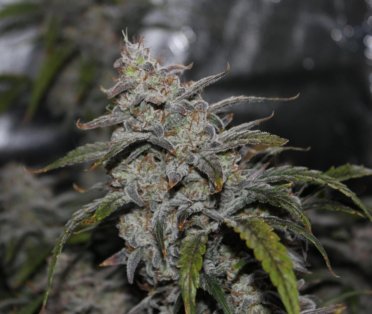 Grape Walker Kush (Grape Crinkle x Skywalker) 3-Pack