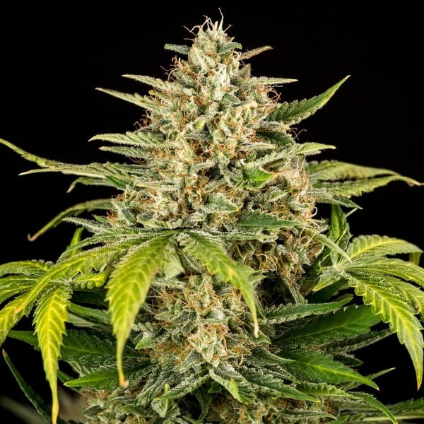 Green Gelato Auto - Gas Station