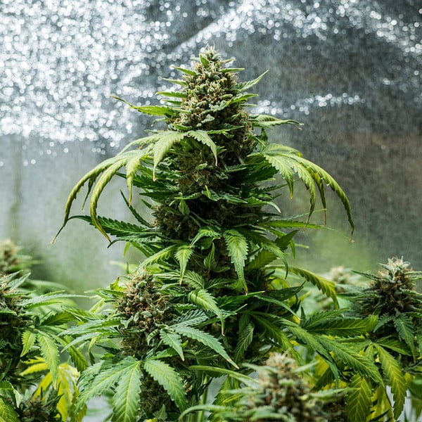 Green Gelato Auto - Gas Station