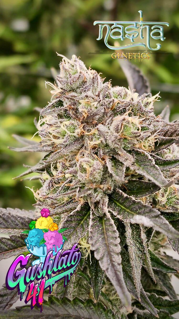 GUSHLATO 41 (Gelato #41 x Gushers) - Gas Station