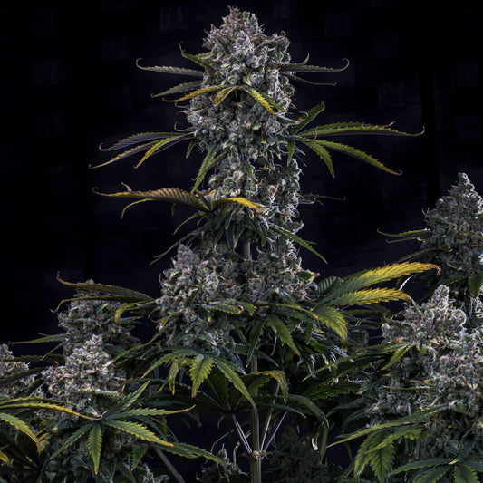 HubbaBubbaHaze (G13/haze (Mr. Nice Seeds) x Hubbabubbasmelloscope F5) 3-Pack