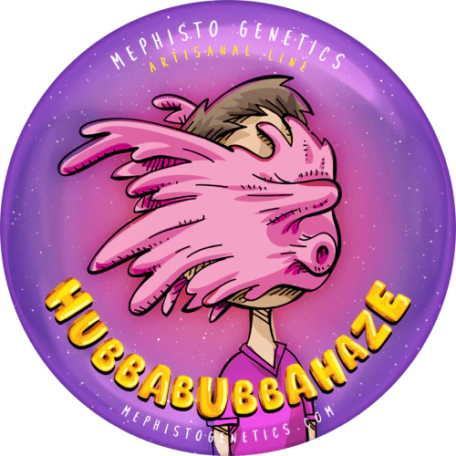 HubbaBubbaHaze (G13/haze (Mr. Nice Seeds) x Hubbabubbasmelloscope F5) 3-Pack