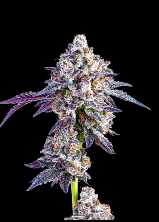 Apples N Banana’s BX 6 seeds