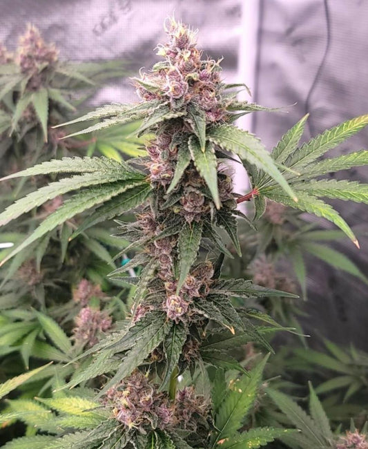 Island Punch Auto (Gorilla Glue #4 x Purple Punch Auto) 6 seeds
