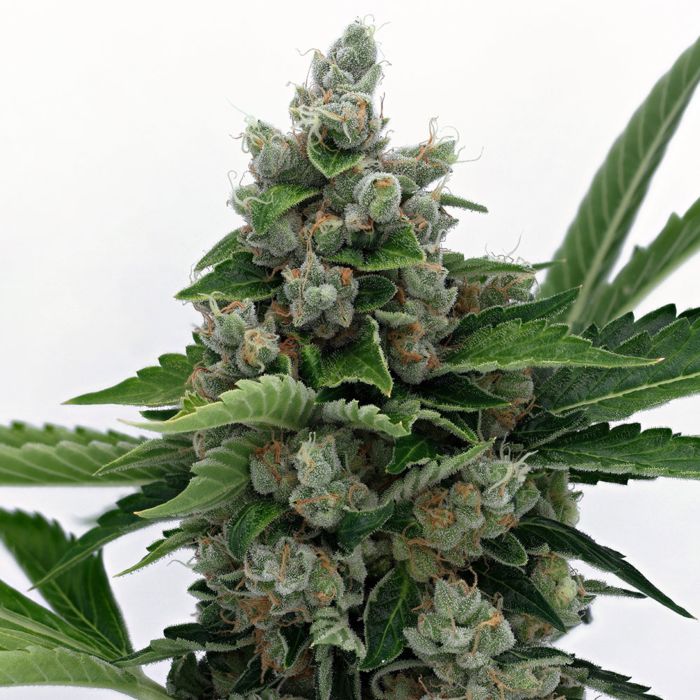 Sour Diesel Bx2 Regular (Sour D 2007 x Sour D BX1) 12 seeds