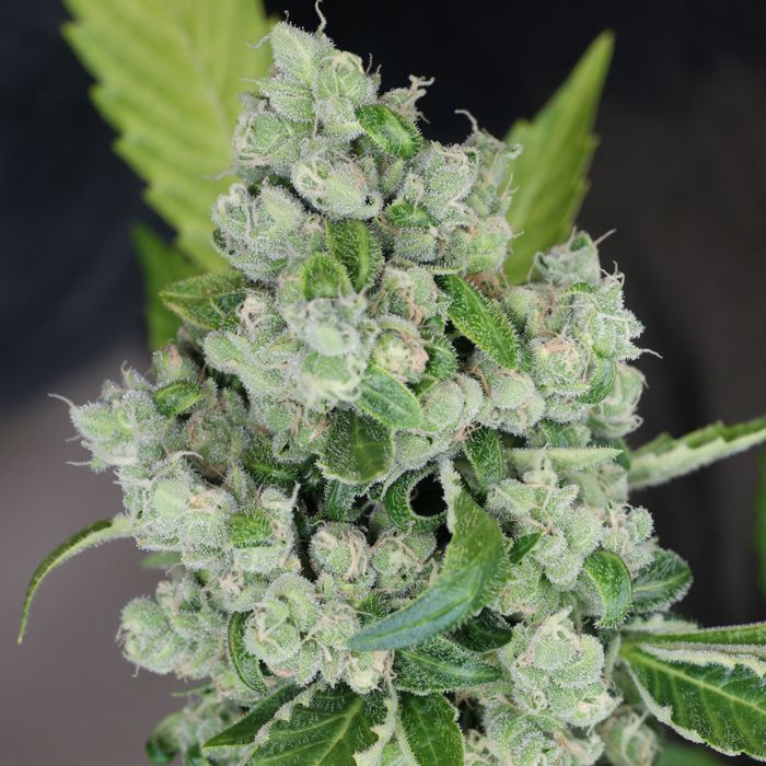Sour Diesel Bx2 Regular (Sour D 2007 x Sour D BX1) 12 seeds