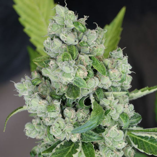 Sour Diesel Bx2 Regular (Sour D 2007 x Sour D BX1) 12 seeds