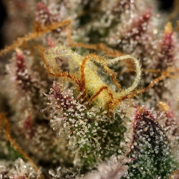 Legendary OG Punch - Gas Station