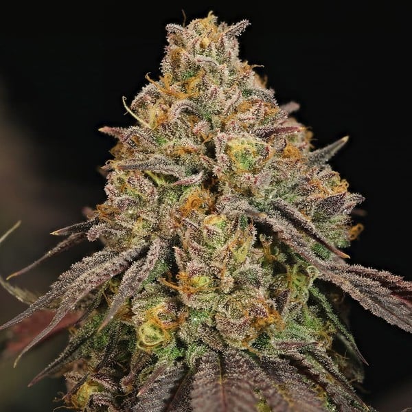 Legendary OG Punch - Gas Station