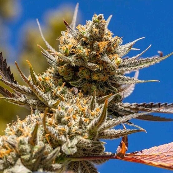 Lemon Berry Candy OG (LBCOG #1 x LBCOG #7) 5 - Pack - Gas Station