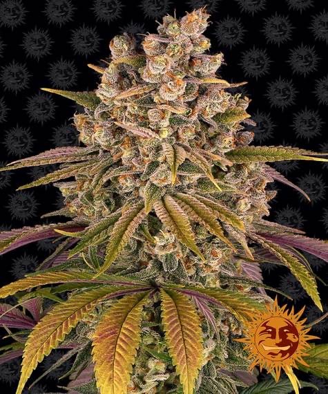 Lemon Tree (Lemon Skunk x Sour Diesel) 5 - Pack - Gas Station