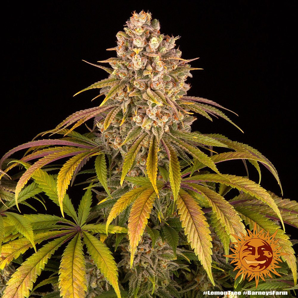 Lemon Tree (Lemon Skunk x Sour Diesel) 5 - Pack - Gas Station