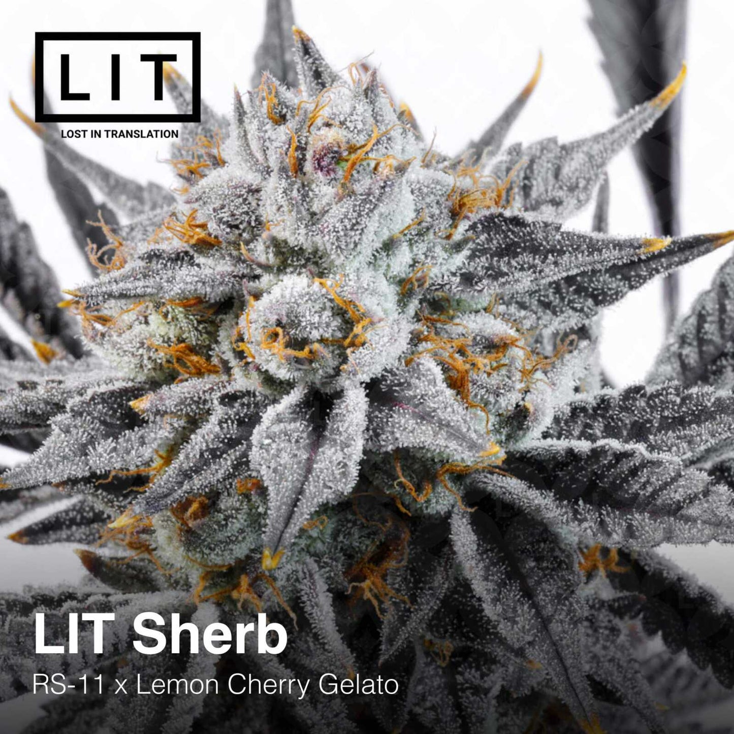 Lit Sherb (RS11 x Lemon Cherry Gelato) 6 - Pack - Gas Station