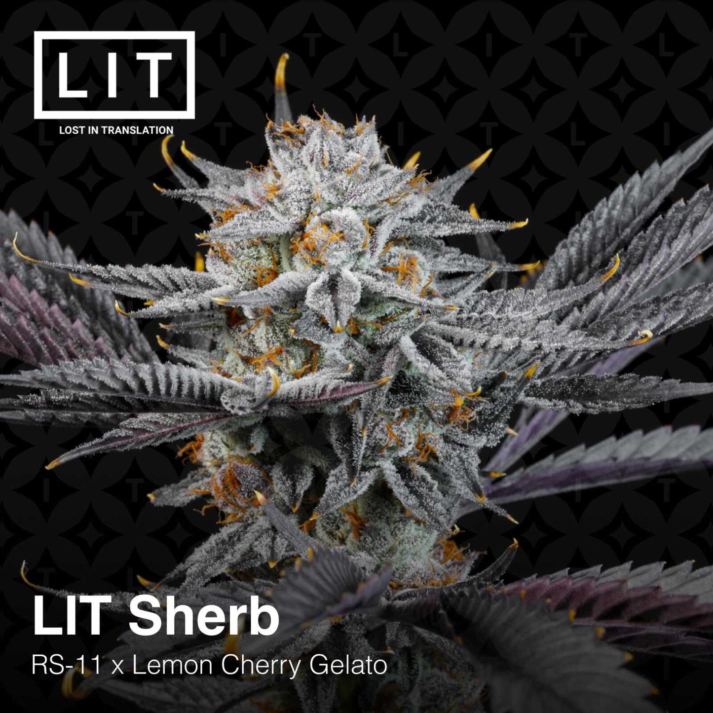 Lit Sherb (RS11 x Lemon Cherry Gelato) 6 - Pack - Gas Station