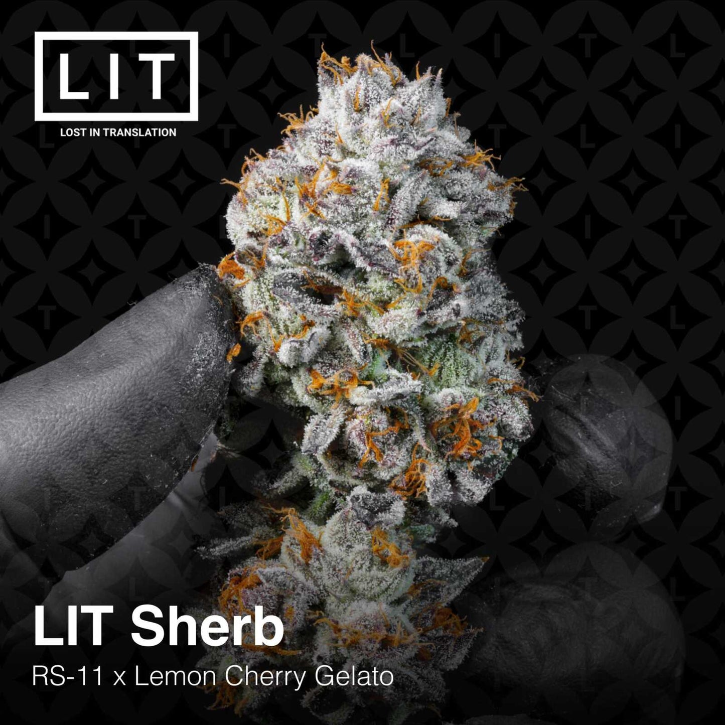 Lit Sherb (RS11 x Lemon Cherry Gelato) 6 - Pack - Gas Station
