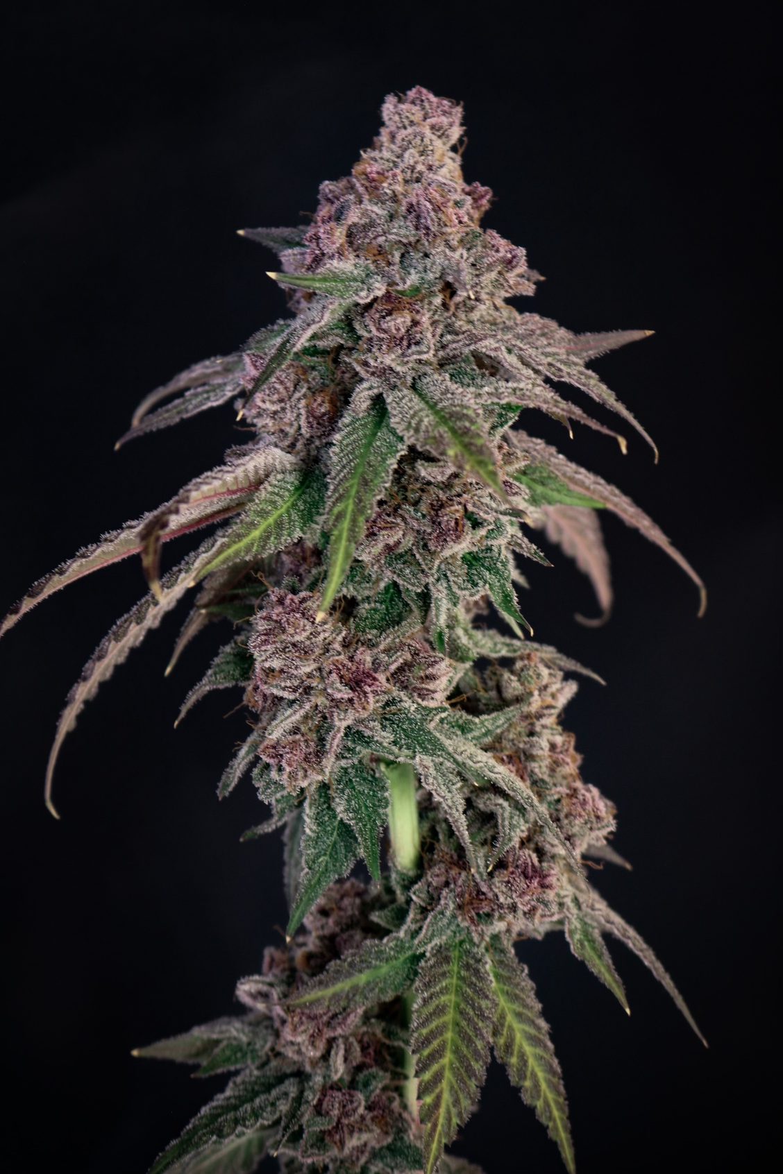 Louisiana Pine ((Triangle Kush x Fruity Pebbles OG) x Cajun Moon) 5-Pack
