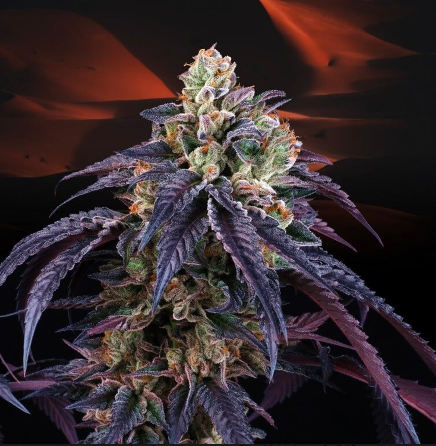 Loukoum (California Black Roze x Jet A) - Gas Station