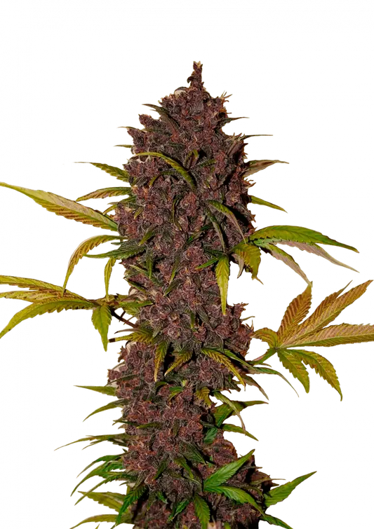 LSD-25 Auto 5-Pack + 1 Gorilla Zkittlez Auto