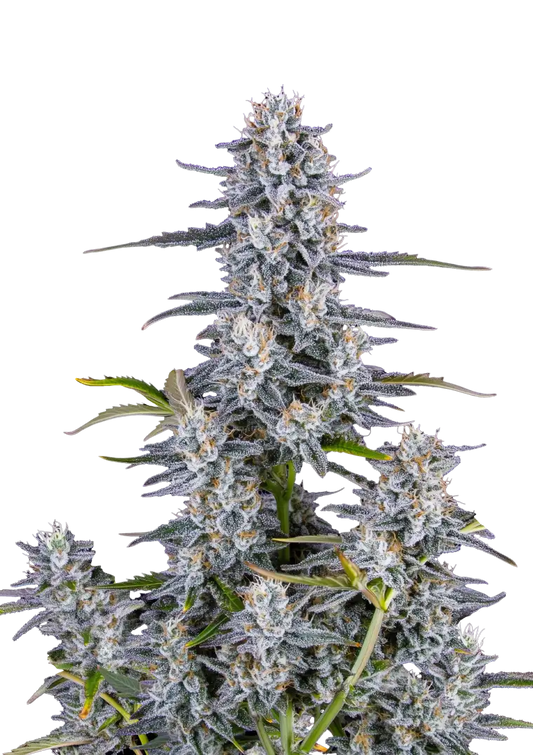 Super Boof Auto 5-Pack + 1 Gorilla Zkittlez Auto