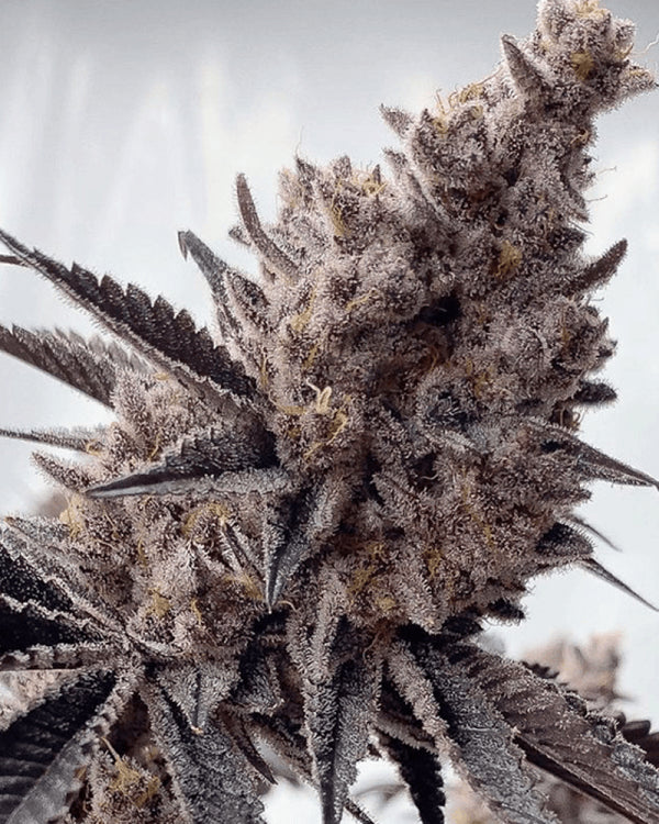 Miami Mami (Mind Flayer x Bahama Mama) 6-Pack