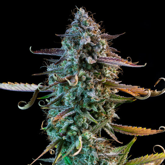 Mango Smile (Mango Haze (Mr. Nice Seeds) x Toof Decay ) 3-Pack