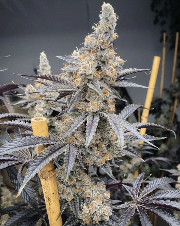 Miami Mami (Mind Flayer x Bahama Mama) 6-Pack