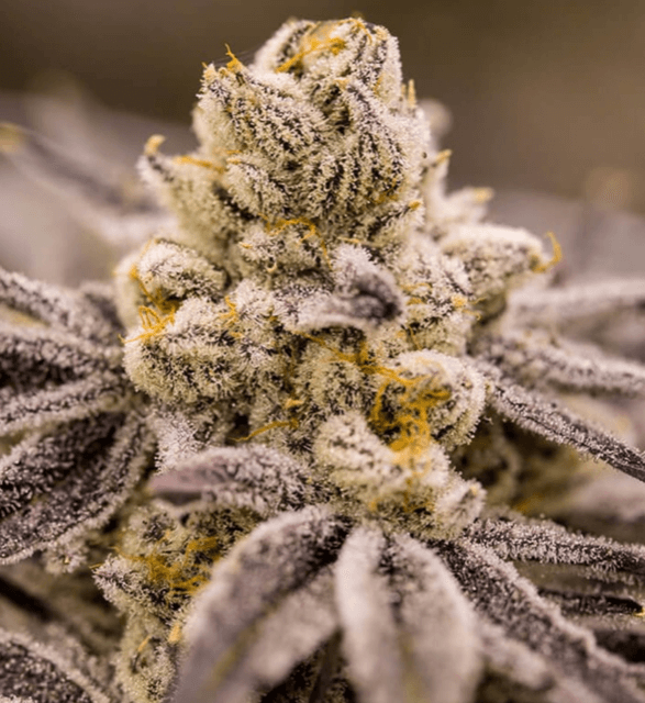 Mighty Bubble Gum Reg (Bubble Gum x Glue) 6 seeds