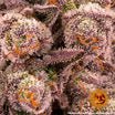 Mimosa x Orange Punch (Mimosa Evo x Orange Punch) - Gas Station