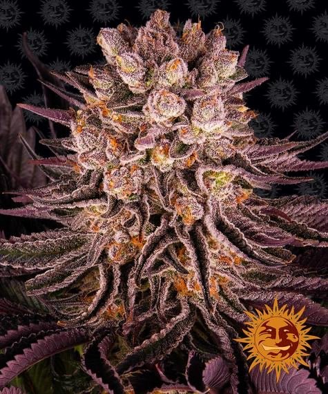 Mimosa x Orange Punch (Mimosa Evo x Orange Punch) - Gas Station