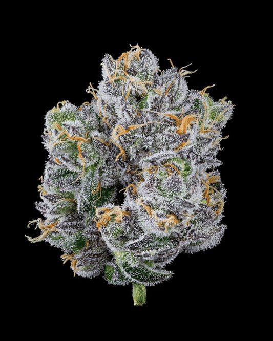 Mind Flayer (Double Tap x Why U Gelly?) 6 seeds