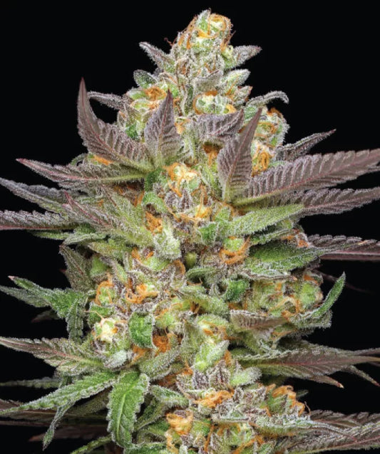 Mint Jelly Auto (Sour Apple Auto x Hella Jelly) 5 seeds