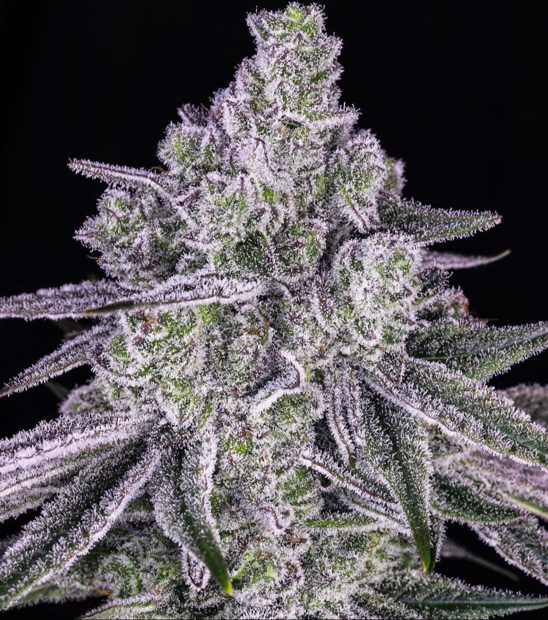 Nana Glue (Gorilla Glue #4 x Banana Butter Cups) 10 seeds + 5 Freebies - Gas Station