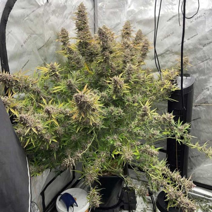 Purple Strawberry Popesicle Auto 3 seeds