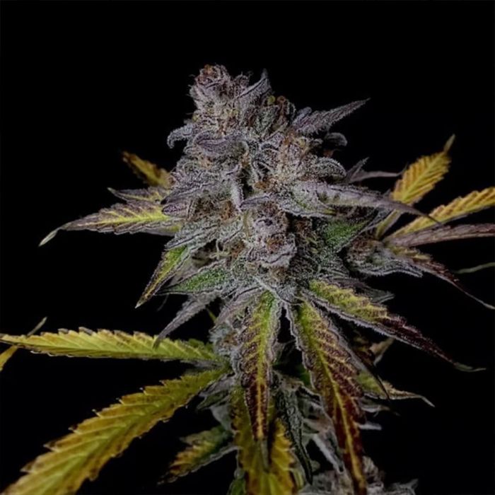 Purple Strawberry Popesicle Auto 3 seeds